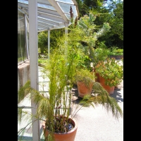 Elegia Capensis (fam. Restionacees) (Afr du sud)(00)